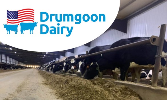 Cows eating silage at Drumgoon Dairy.